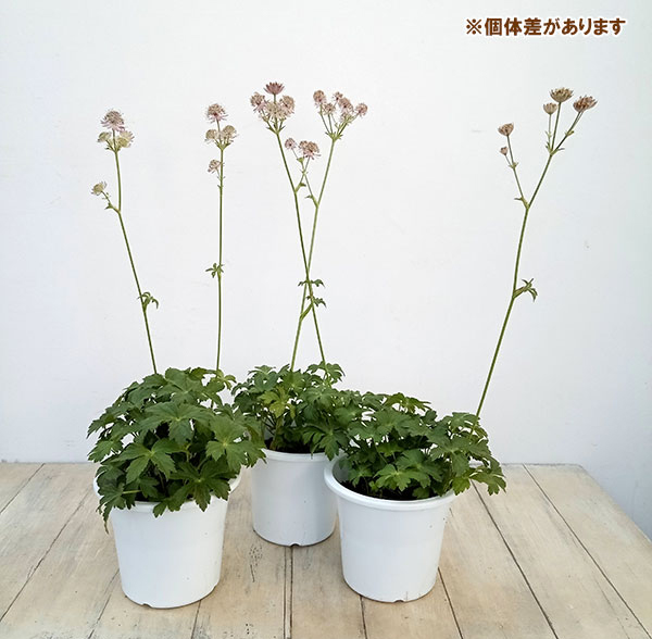 アストランティア：スターオブビューティー5号鉢植え