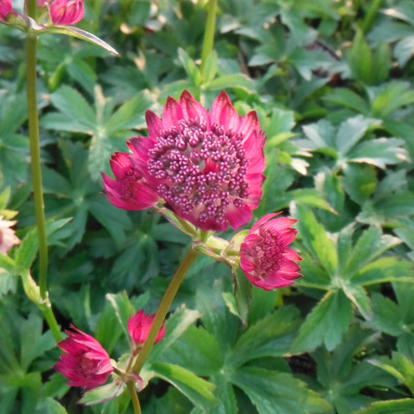 アストランティア：スターオブビューティー5号鉢植え