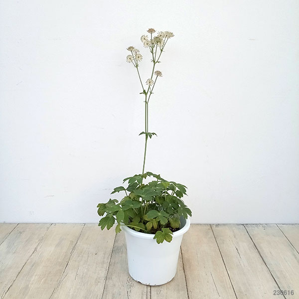 アストランティア:ローマ5号鉢植え