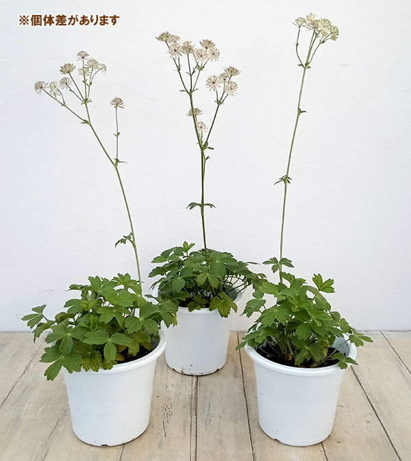 アストランティア:ローマ5号鉢植え