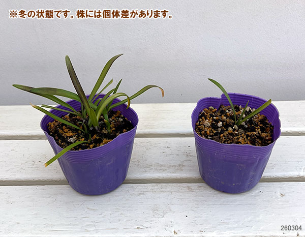 アガパンサス：ポッピンパープル3.5号ポット[6～8月頃開花　多花性で丈夫なエヴァ―シリーズ]