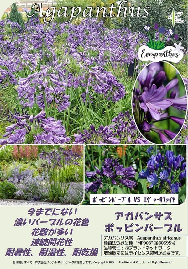 アガパンサス：ポッピンパープル3.5号ポット[6～8月頃開花　多花性で丈夫なエヴァ―シリーズ]