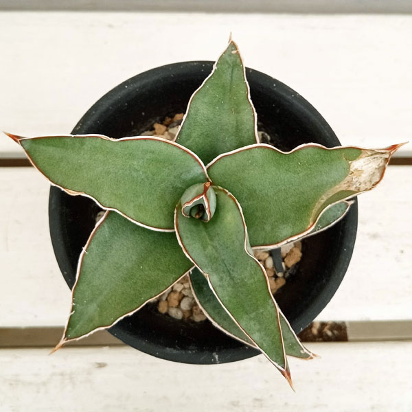 サンスベリア ブルーキュ 斑入り Sansevieria Blue Kew SANSEVIERIA Blue Kew Plant With Root + FREE Certificate Size