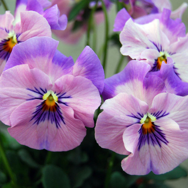 うえたコレクションビオラ:はんなり小町3.5号ポット