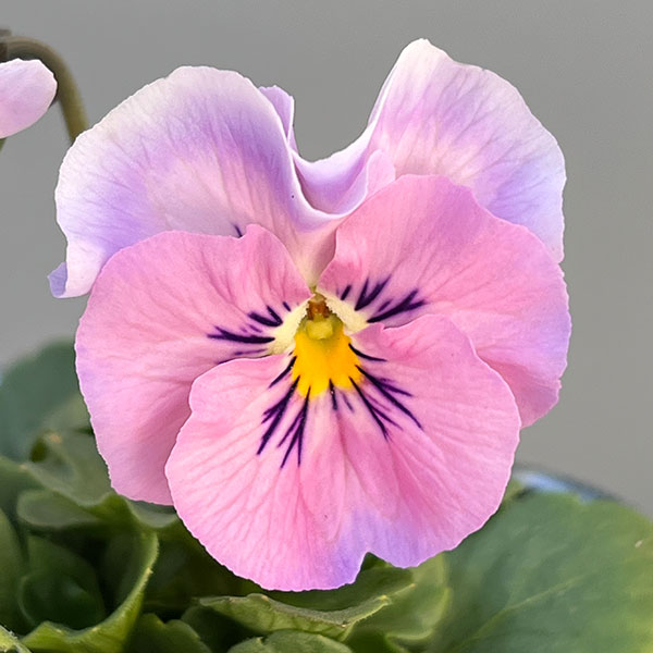 うえたコレクションビオラ:はんなり小町3.5号ポット