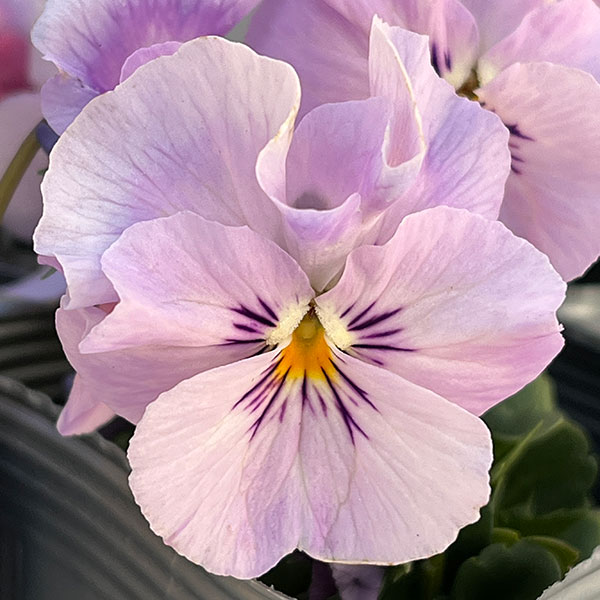 うえたコレクションビオラ:はんなり小町3.5号ポット