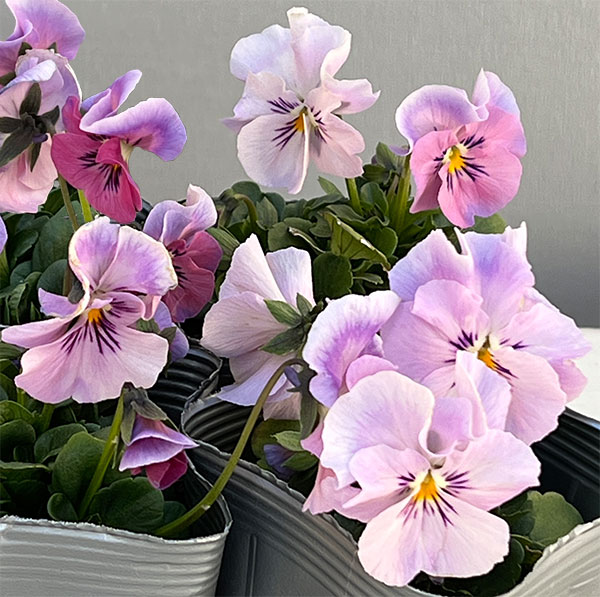 うえたコレクションビオラ:はんなり小町3.5号ポット