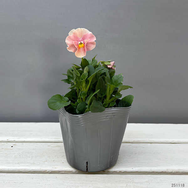 うえたコレクションビオラ：サンピラー3.5号ポット 6株セット