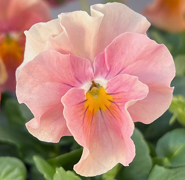 うえたコレクションビオラ：サンピラー3.5号ポット 6株セット