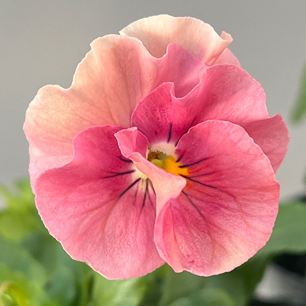 うえたコレクションビオラ：サンピラー3.5号ポット 6株セット