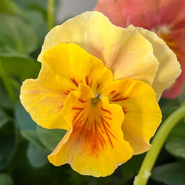 うえたコレクションビオラ：サンピラー3.5号ポット 6株セット