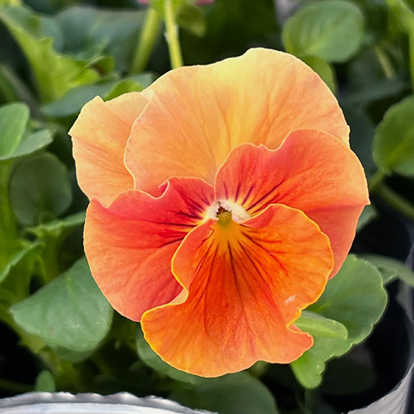 うえたコレクションビオラ：サンピラー3.5号ポット 6株セット