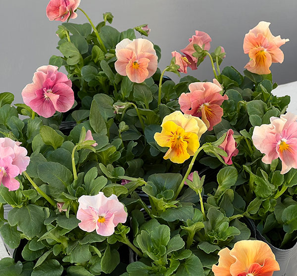 うえたコレクションビオラ：サンピラー3.5号ポット 6株セット