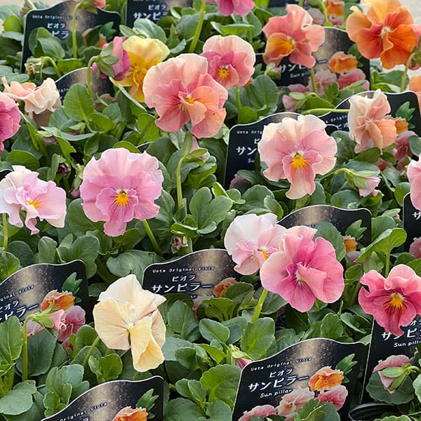 うえたコレクションビオラ：サンピラー3.5号ポット 6株セット