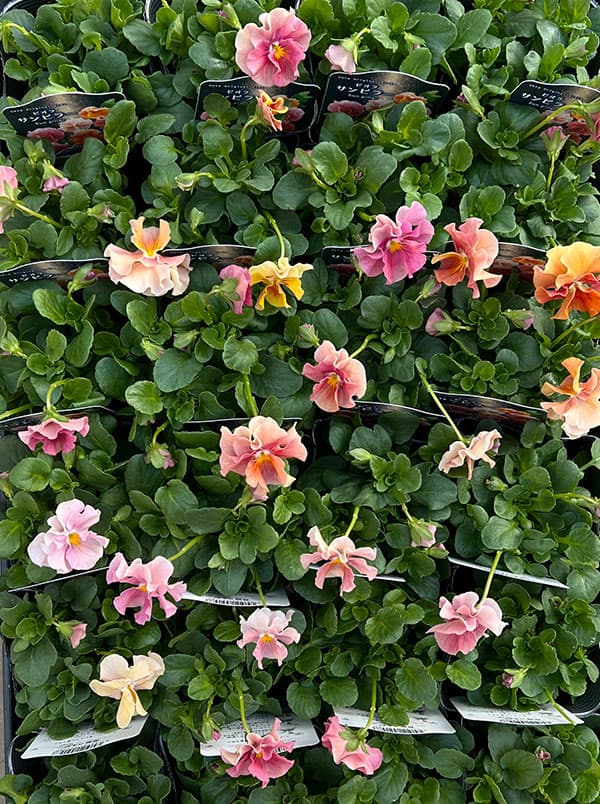 うえたコレクションビオラ：サンピラー3.5号ポット 6株セット