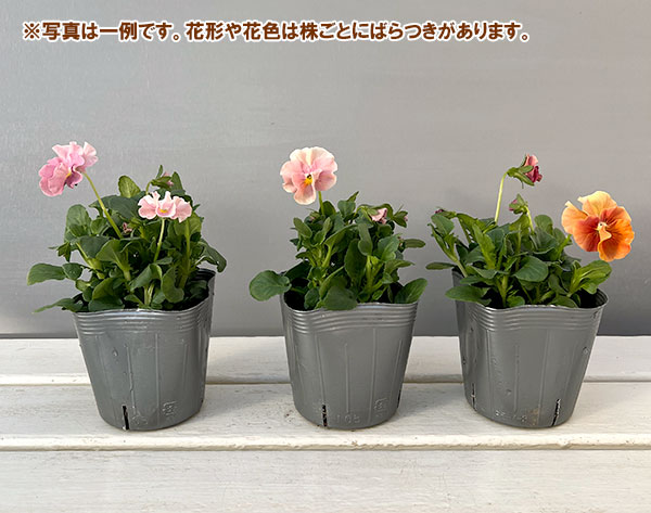 うえたコレクションビオラ：サンピラー3.5号ポット 6株セット