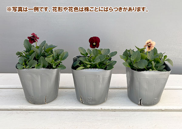 ビオラ　ディアーナ　①ポット苗　、その他リクエスト 園芸ネット本店｜うえたコレクションビオラ：ディアーナ3.5号ポット 24