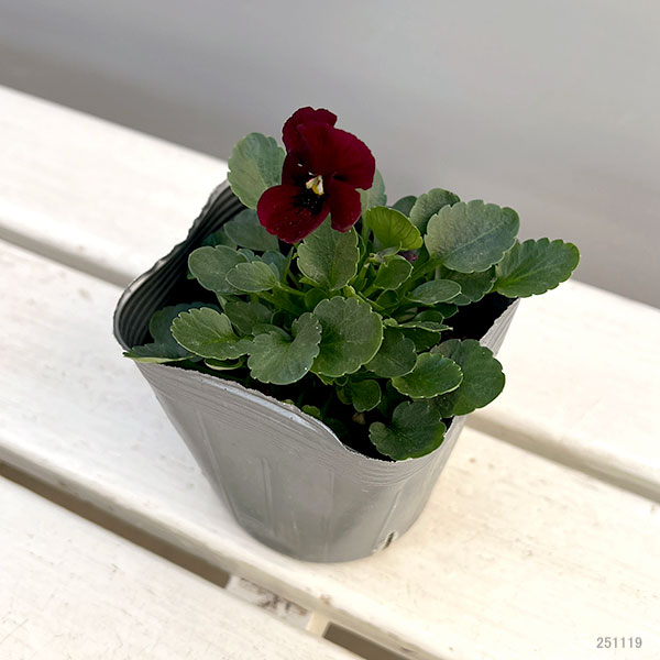 園芸ネット本店｜うえたコレクションビオラ：ディアーナ3.5号ポット 24