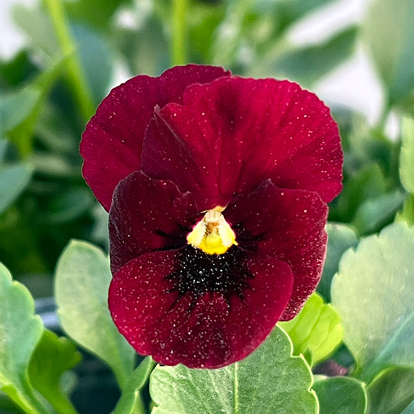 園芸ネット本店｜[送料無料]うえたコレクションビオラ：ディアーナ3.5