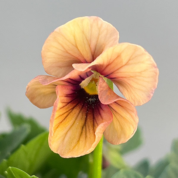 園芸ネット本店｜[送料無料]うえたコレクションビオラ：ディアーナ3.5