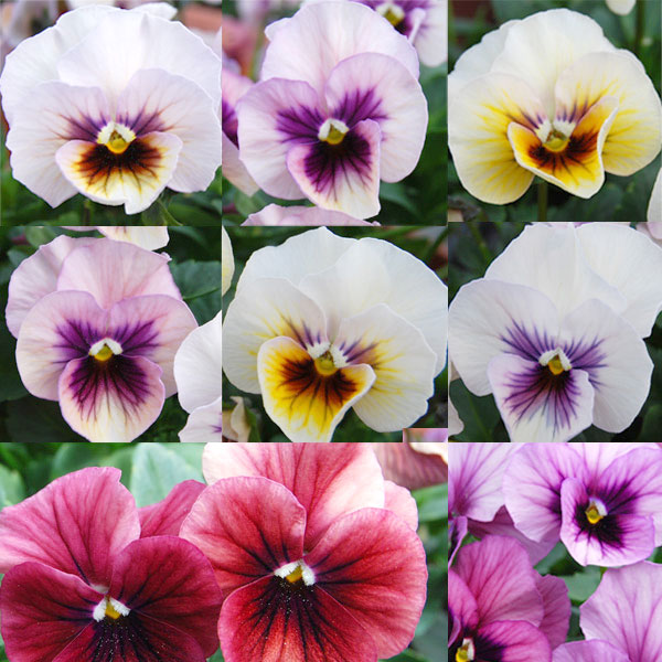 園芸ネット本店｜うえたコレクションビオラ：ディアーナ3.5号ポット 24