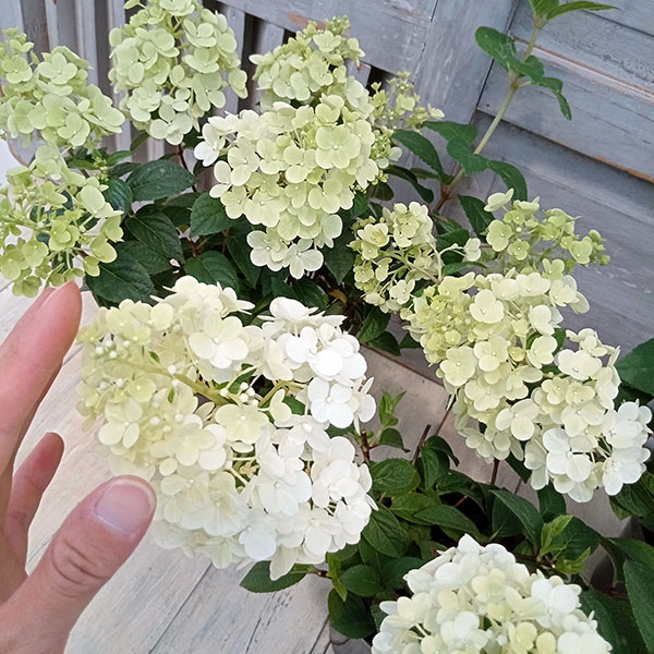 ノリウツギ(糊空木):ライムライト4号鉢植え