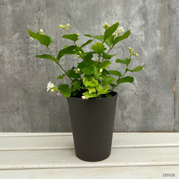 ジャスミン:八重マツリカ 4.5号鉢植え