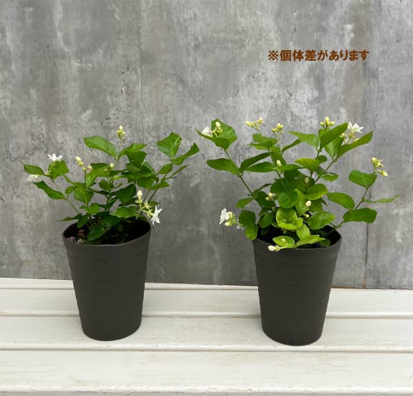 ジャスミン:八重マツリカ 4.5号鉢植え