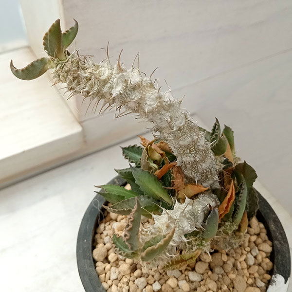 ユーフォルビア　トゥレアレンシス 実生（鉢付き） ユーフォルビア・トゥレアレンシスの育て方 | 植物図鑑 | PUKURI