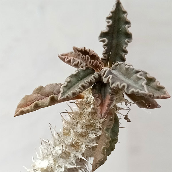 園芸ネット本店｜ユーフォルビア：トゥレアレンシス 2.5号鉢（実生）23