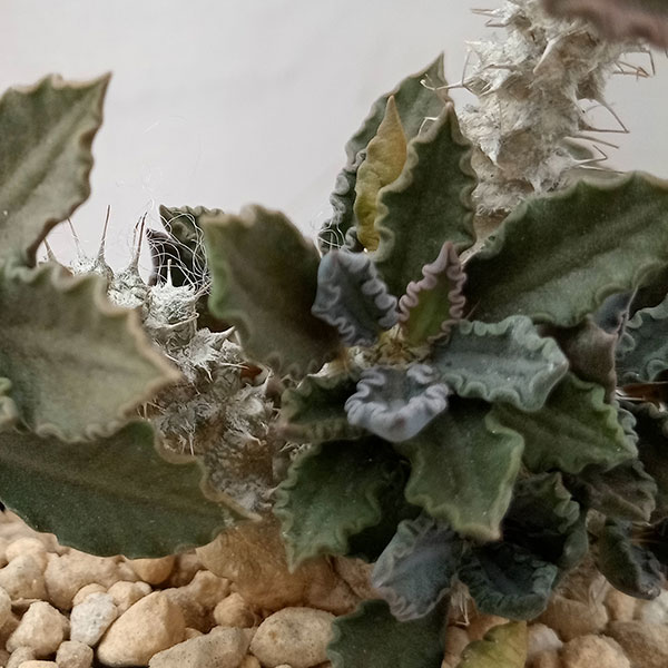 園芸ネット本店｜ユーフォルビア：トゥレアレンシス 2.5号鉢（実生）23