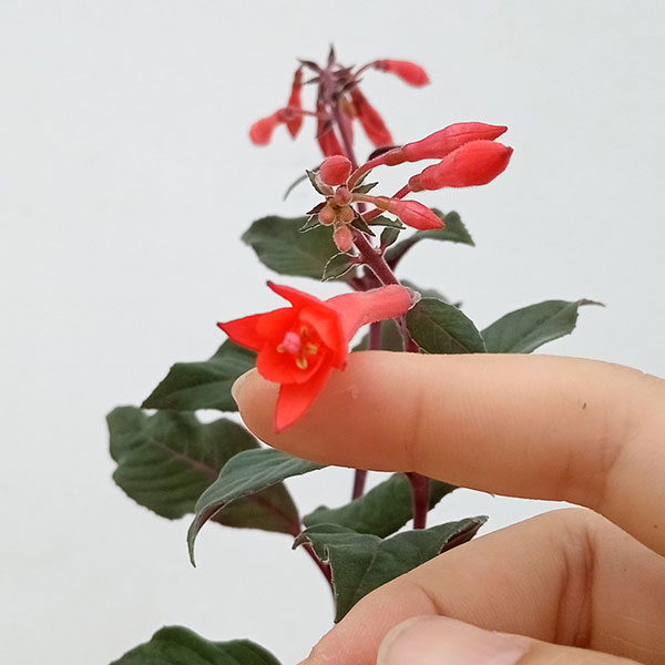 フクシア：トリフィラ4号鉢植え