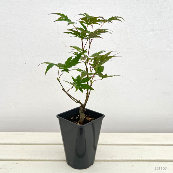 モミジ:紅鴫立沢(ベニシギタツサワ)4号ポット