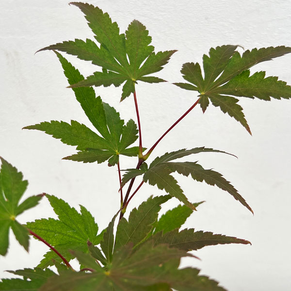 モミジ:紅鴫立沢(ベニシギタツサワ)4号ポット