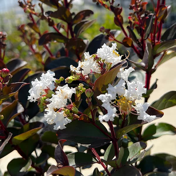 サルスベリ(百日紅):ルナーマジック(白)4号鉢植え