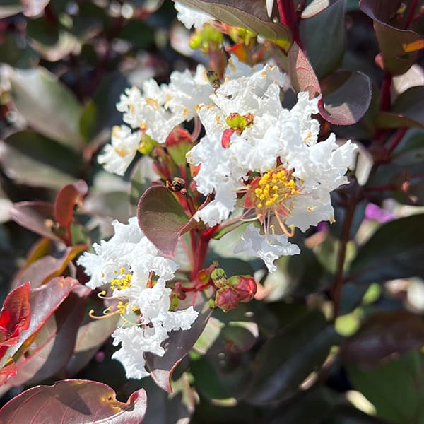 サルスベリ(百日紅):ルナーマジック(白)4号鉢植え