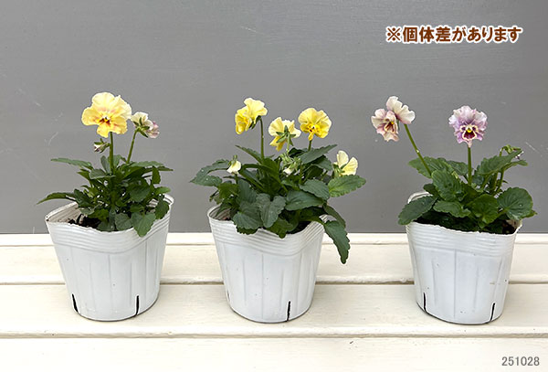 パンジー：ペルクレア3.5号ポット
