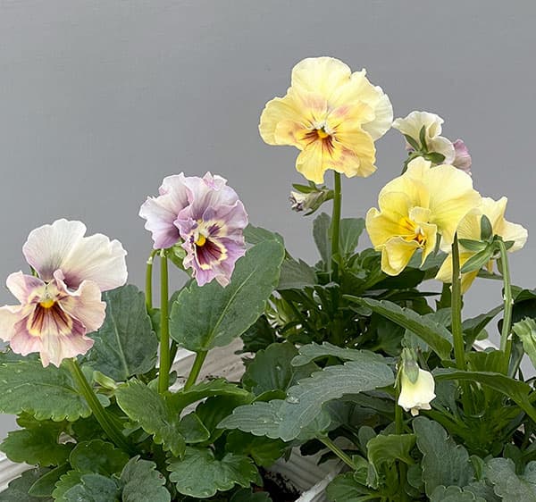 パンジー：ペルクレア3.5号ポット