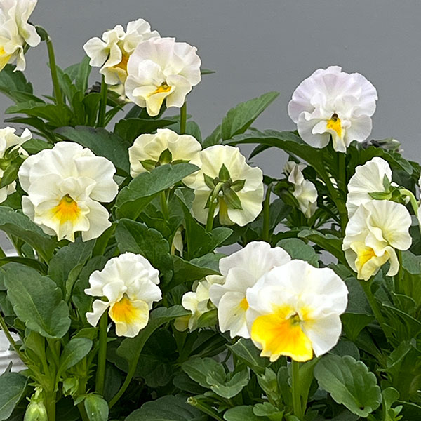 ビオラ:ふわたま3.5号ポット