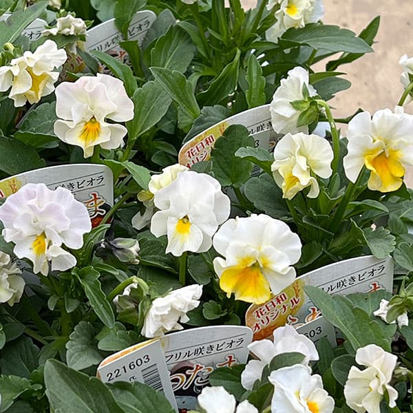 ビオラ:ふわたま3.5号ポット