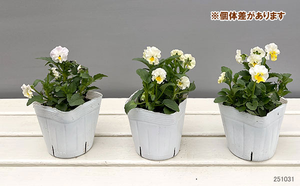 ビオラ:ふわたま3.5号ポット