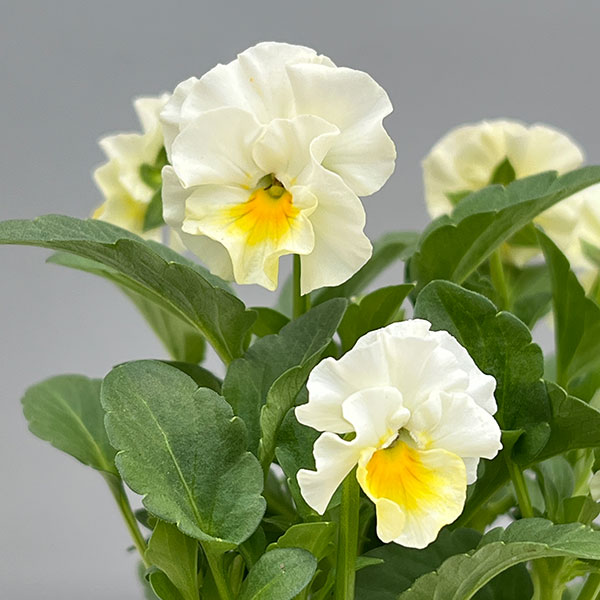 ビオラ:ふわたま3.5号ポット