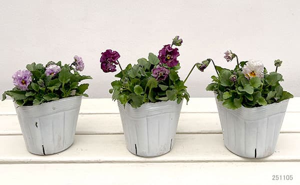 ビオラ（強フリル咲き）：ティアード3.5号ポット 12株セット