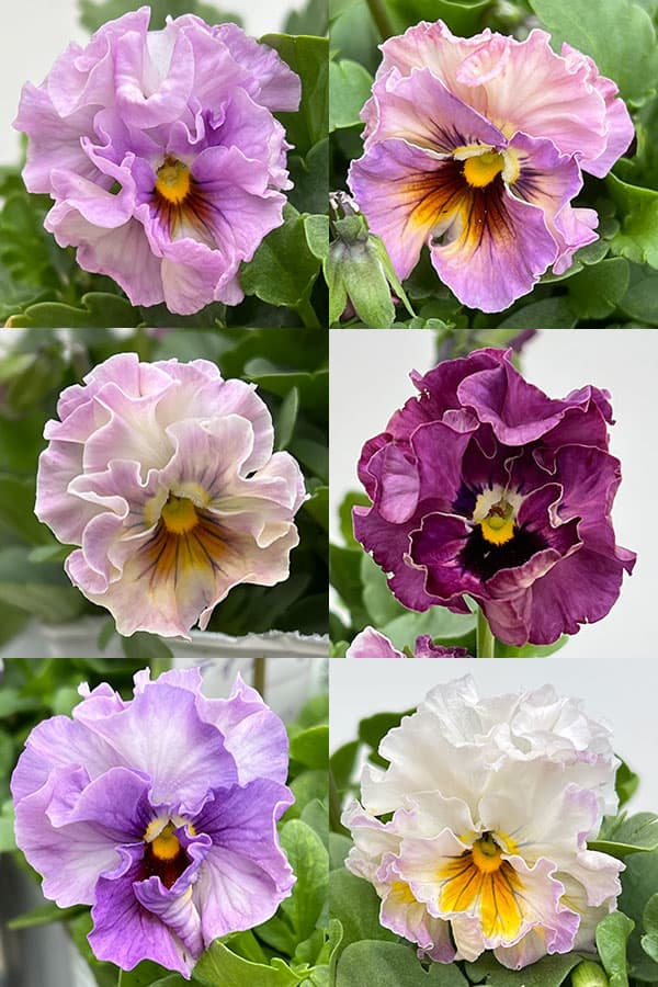 ビオラ（強フリル咲き）：ティアード3.5号ポット 12株セット