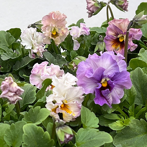 ビオラ（強フリル咲き）：ティアード3.5号ポット 12株セット