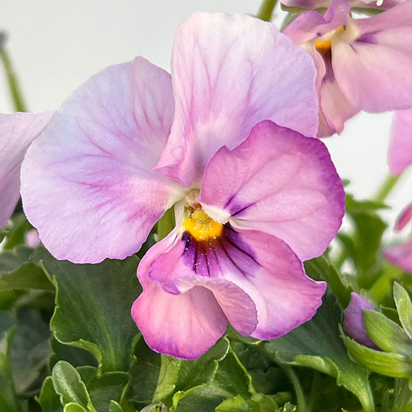 見元園芸さんのビオラ:ふわふわ金魚ちゃん3-3.5号ポット