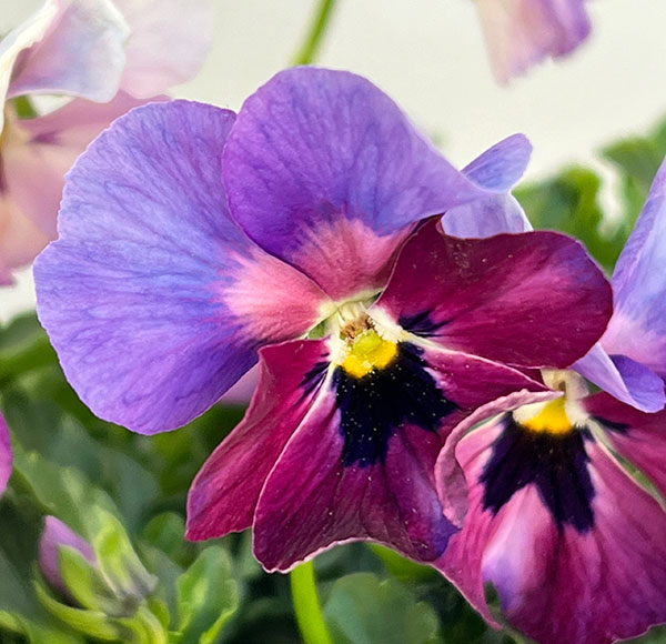 見元園芸さんのビオラ:ふわふわ金魚ちゃん3-3.5号ポット