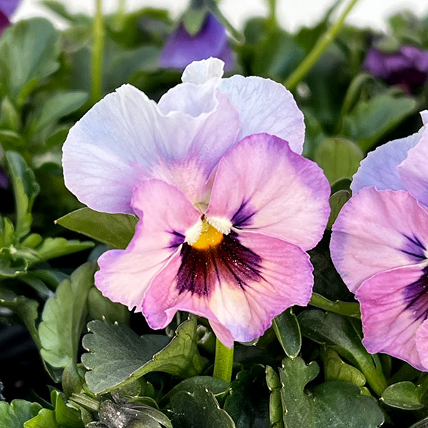 見元園芸さんのビオラ:ふわふわ金魚ちゃん3-3.5号ポット