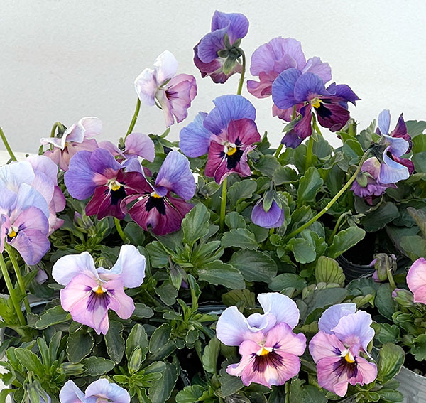 見元園芸さんのビオラ:ふわふわ金魚ちゃん3-3.5号ポット