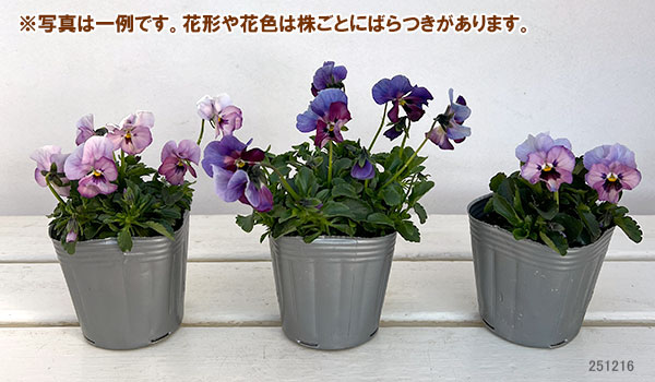 見元園芸さんのビオラ:ふわふわ金魚ちゃん3-3.5号ポット
